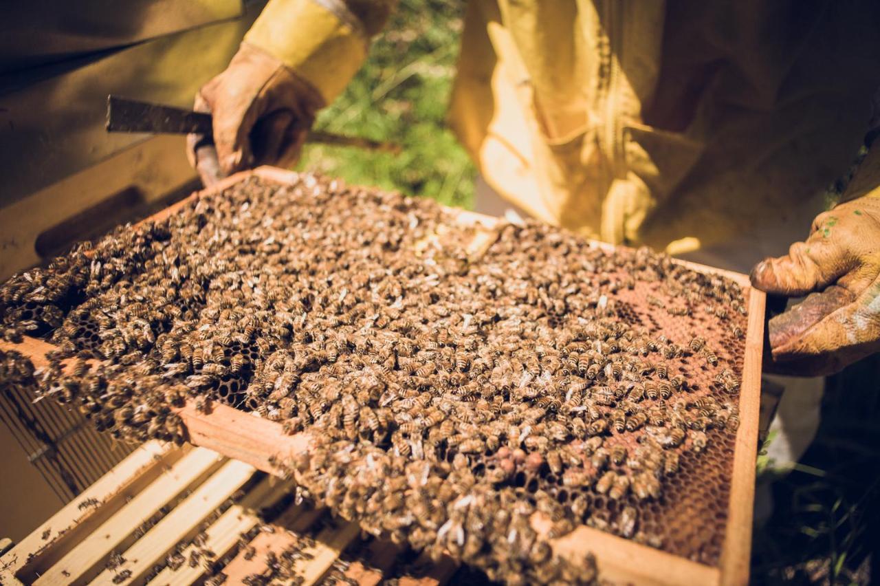 Agriturismo Schiaccia Ghiande 马萨马里蒂马 外观 照片